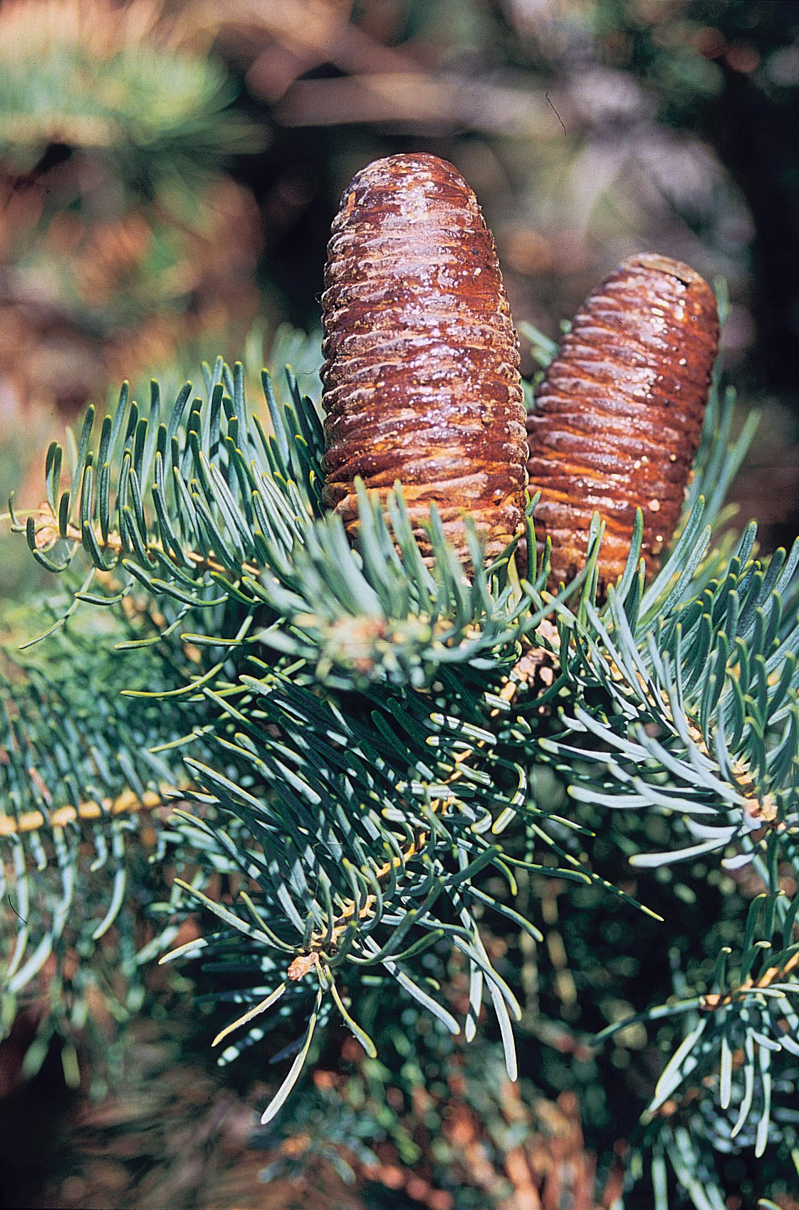 KoloradoTanne